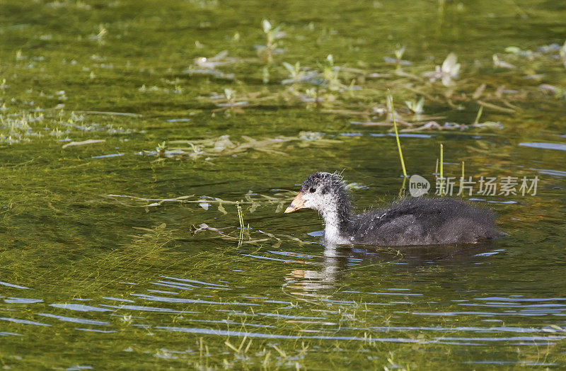 欧亚白骨顶(Fulica atra)年老带幼(按巢)